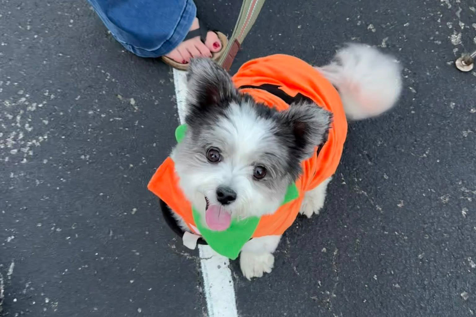 dog - <p>For more photos, check out our <a href=